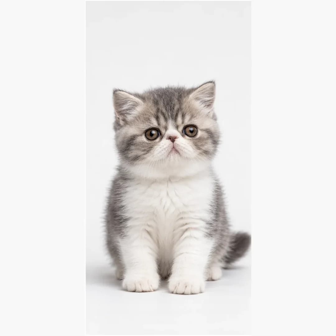 تصویر گربه نژاد اگزوتیک شورت‌هیر (Exotic Shorthair) در دوره بچه‌گربه - ویژگی‌های رشد و ظاهر در دانشنامه پت همزی