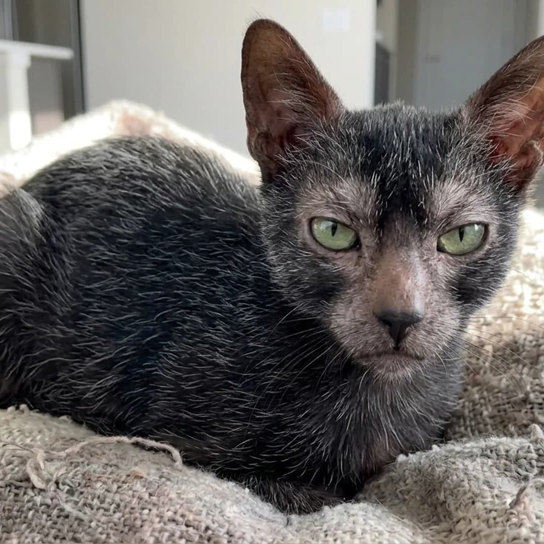 تصویر گربه نژاد لایکوی (Lykoi) در دوره بالغ و سالمند - وقار و مراقبت‌های نژادی در دانشنامه پت همزی